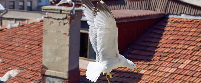 Residential Chimney Animal Removal Solution in Dearborn Heights, MI